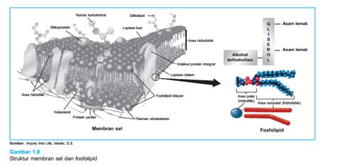 Pengertian Membran Sel - Selaput Plasma dan Fungsinya - Sakersomu