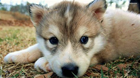 Cute Wolf Puppy Wallpapers Top Free Cute Wolf Puppy Backgrounds