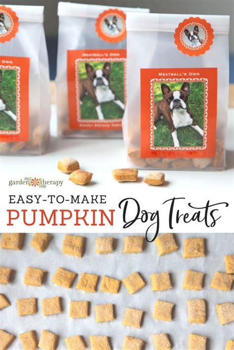 Three Ingredient Pumpkin Dog Treats Recipe That Fido Will Love