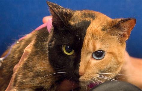 13 Photos Of Amazing Two Faced Mystery Cat Venus Internet Sensation