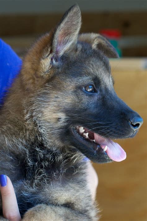 Bo 12 Week Old German Shepard Puppy Purchased From Frost Kennels