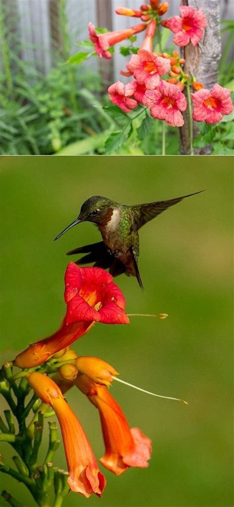 Flowers that attract hummingbirds can be the blooms of shrubs, perennials, trees and annuals. 15 Gorgeous Flowers that Will Bring Hummingbirds to Your ...