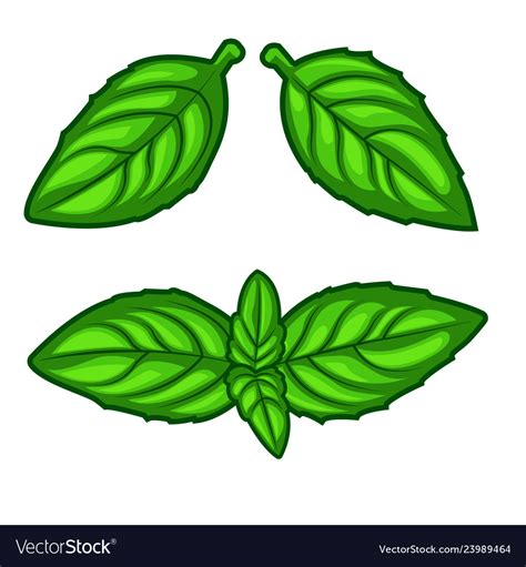 Fresh Green Basil Herb Leaves Isolated On White Vector Image