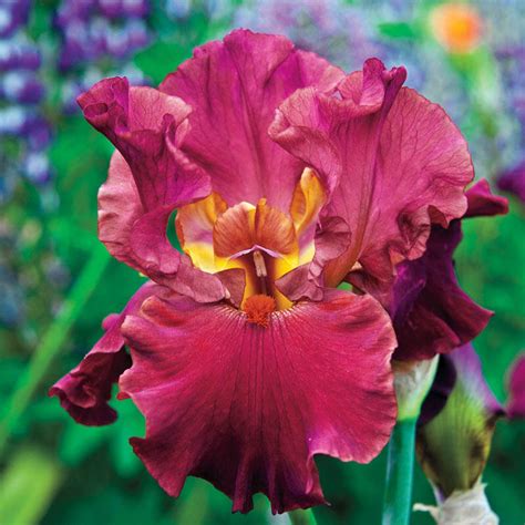 Buy Code Red Bearded Iris Sun Perennials Sale Brecks