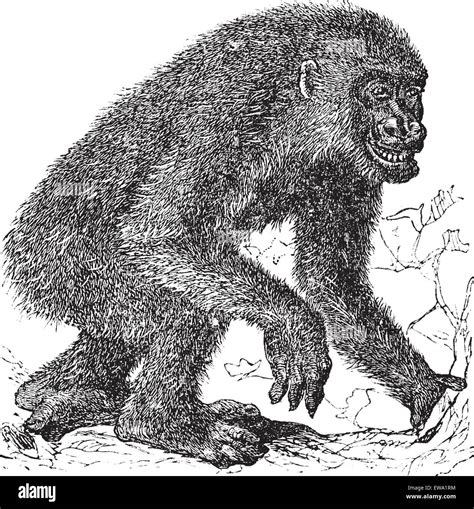 Gorilla Vintage Engraving Old Engraved Illustration Of Gorilla