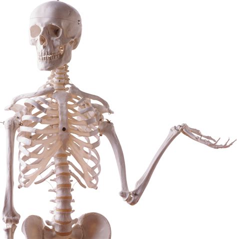 Skeleton PNG Transparent Image Download Size X Px