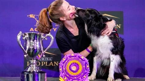 Border Collie Named Verb Wins Agility Title At Westminster Dog Show