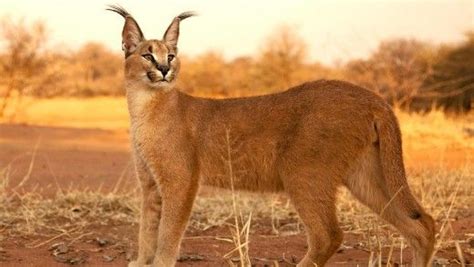 Top 10 Largest Cats In The World Caracal Caracal Cat Cats