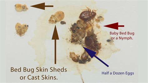 Bed Bug Casings Shells And Skin Everything You Need To Know Pest
