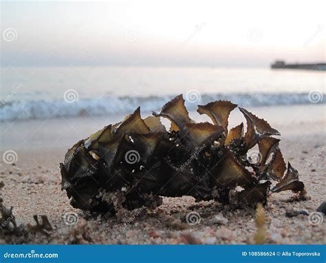 Beautiful Seaweed On The Shore Stock Photo Image Of Water Wallpaper