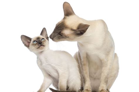 Siamese Cat Breed Profile Cat World