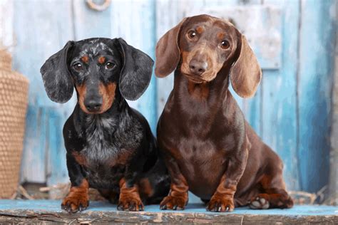 Male Or Female Dachshund Which Sex Is Best For You