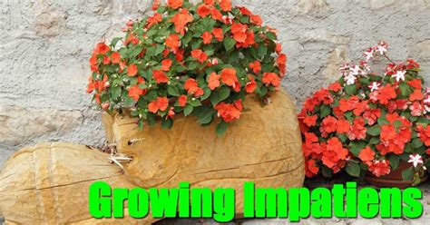 Growing Impatiens Plants Vibrant Colors For Shade Pots