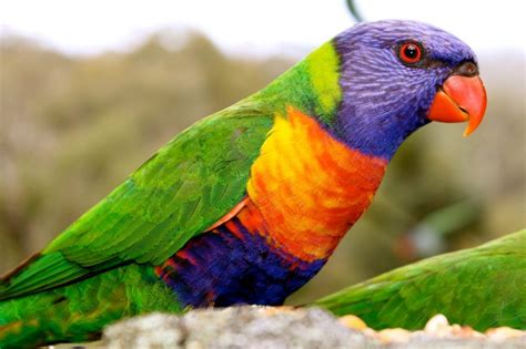 Rainbow Lorikeet Moruya Nsw Australia By Peter Styring Australian