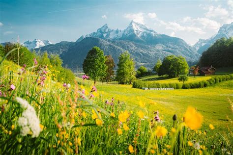 Idyllic Mountain Scenery In The Alps With Blooming Meadows In