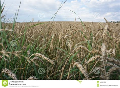 Golden Harvest Under Cloudy Sky Stock Image Image Of Barley