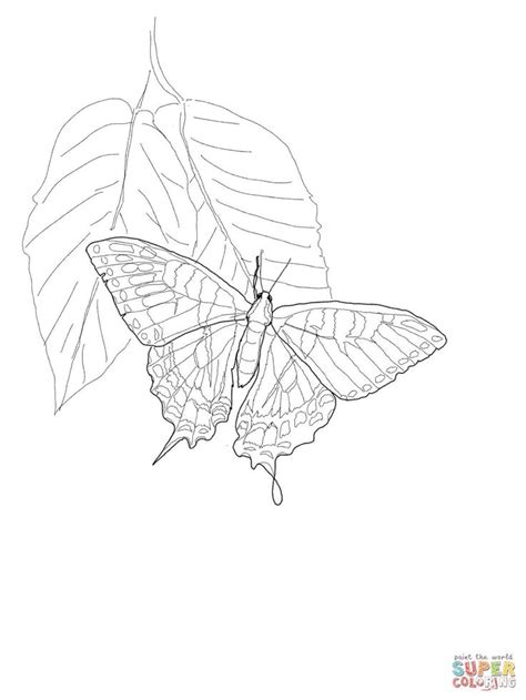 Eastern Tiger Swallowtail Butterfly Coloring Page Free Printable