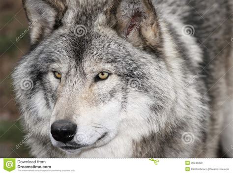 Face Of Gray Wolf Stock Image Image Of Wolf Wildlife 28045309