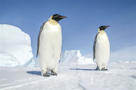 Cool Facts About Emperor Penguin I Dont Care Unlike Other Penguins