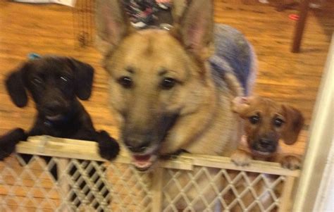 After that they will be looking for permanent homes that will provide the love, training, and stability that they need and. The Cheagle puppies believe the German Shepherd is their ...