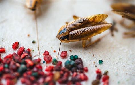 Identifying And Getting Rid Of German Cockroaches In Your Vail Home