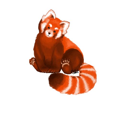 Red Panda Png File Png All