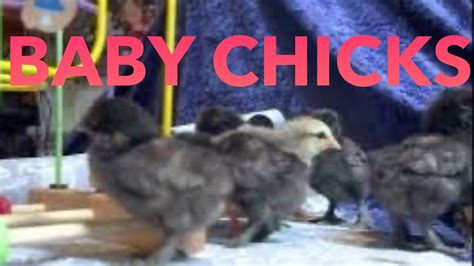 Bantam Baby Chicks YouTube