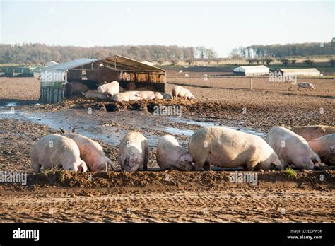 Free Range Pig Farming Tunstall Suffolk England Uk Pigs Feeding