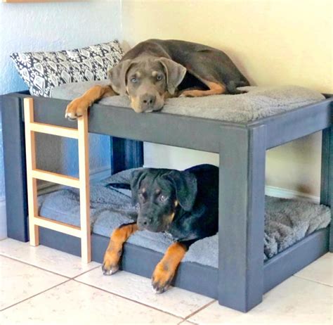 This Dog Bunk Bed Will Save You Space In Smaller Homes And Apartments