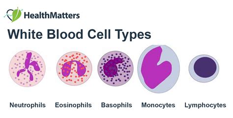 White Blood Cell Types Chart