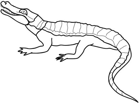 Use your imagination to think of the swamps, creeks, and shorelines where alligators and crocodiles live. Free Printable Alligator Coloring Pages For Kids ...
