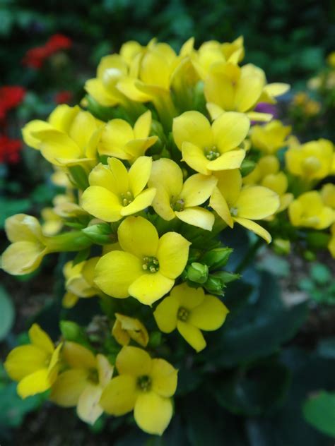 Yellow Kalanchoe Vibrant Colors Flowers Colours