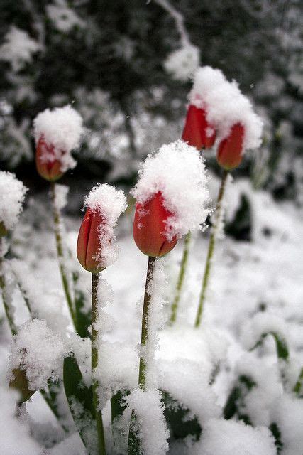 Tulips In The Snow Flickr Photo Sharing Tulips
