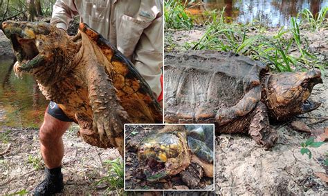 Alligator Snapping Turtle Vs Common Snapping Turtle Baby Common