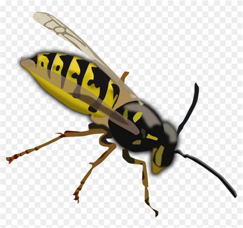 Top 91 Wasp Clip Art Yellow And Black Insect With Wings