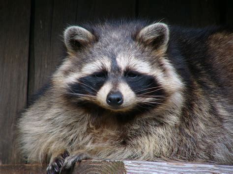 Portrait Of A Raccoon Free Stock Photo Public Domain Pictures
