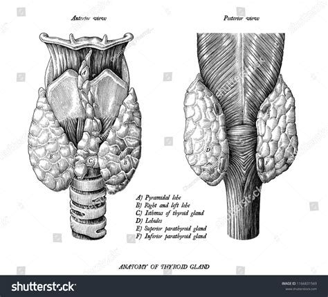 1141 Thyroid Drawing Images Stock Photos And Vectors Shutterstock