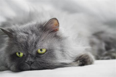 Persian Gray Cat Stock Photo Image Of Relax Portrait 52158750