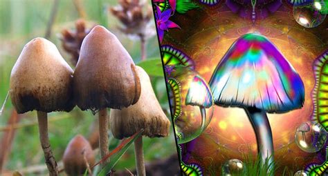 How To Grow Magic Mushrooms Potent