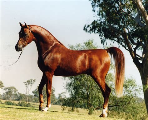 A Horse Of Course And Rabbits Too Pictures Of Arabian Horses