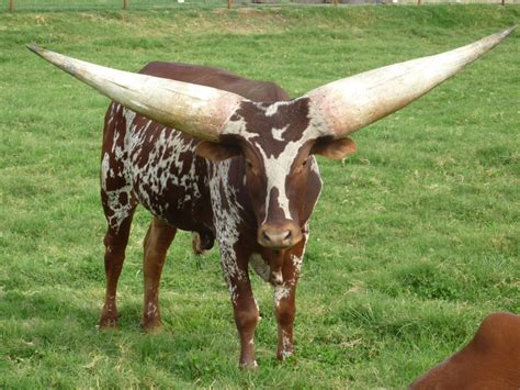 Army Raids Ibuje Sub County Takes Over 100 Long Horned Cows Eagle Online