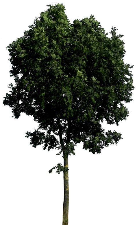 Tree Png Image Hd Png All Png All