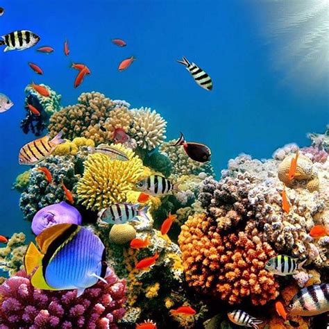 The Great Barrier Reef Has Been Listed By Lonely Planet As