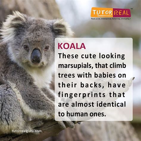 Fun Animal Facts Fun Facts About Animals Fun Facts About Koalas