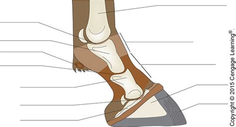 Horse Foot Diagram Quizlet