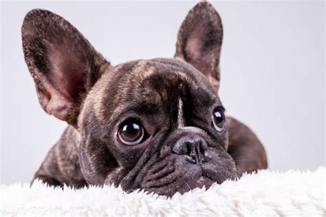 What is the best dog brush? 7 Best Brushes for French Bulldog w/ Tips for Proper Brushing