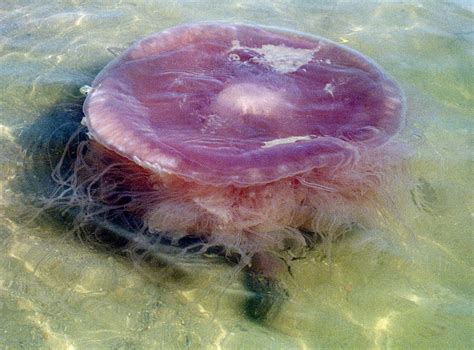 Pink Meanie New Species Of Giant Jellyfish Identified In Gulf Of