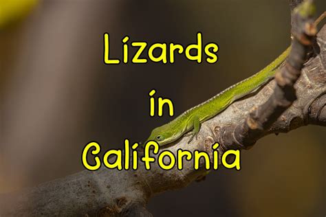 50 Common Lizards In California Pictures And Distribution