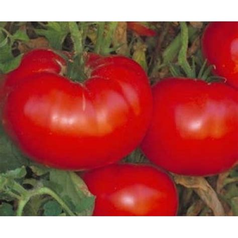 Tomato Delicious Seed Heirloom 1 Packet