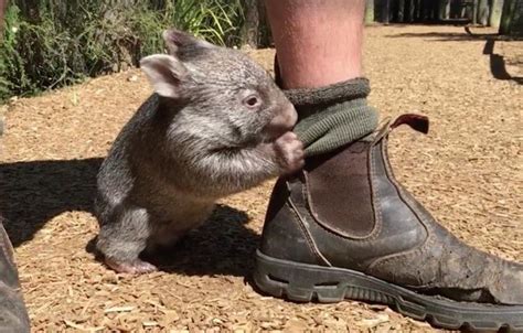 Rescued Baby Wombat Follows His New Dad Around Like A Puppy Baby